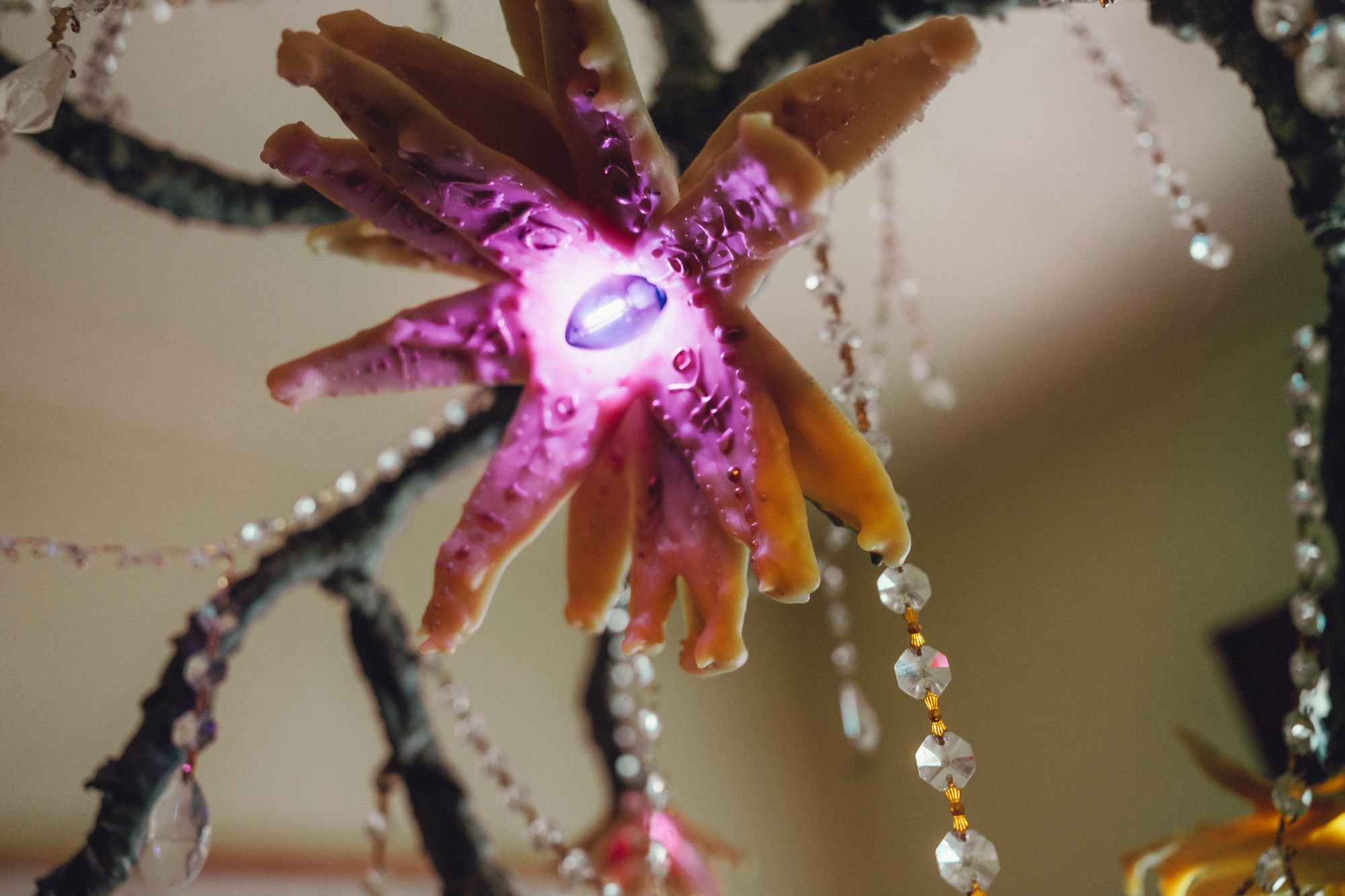 Violet wax flower glowing from its center