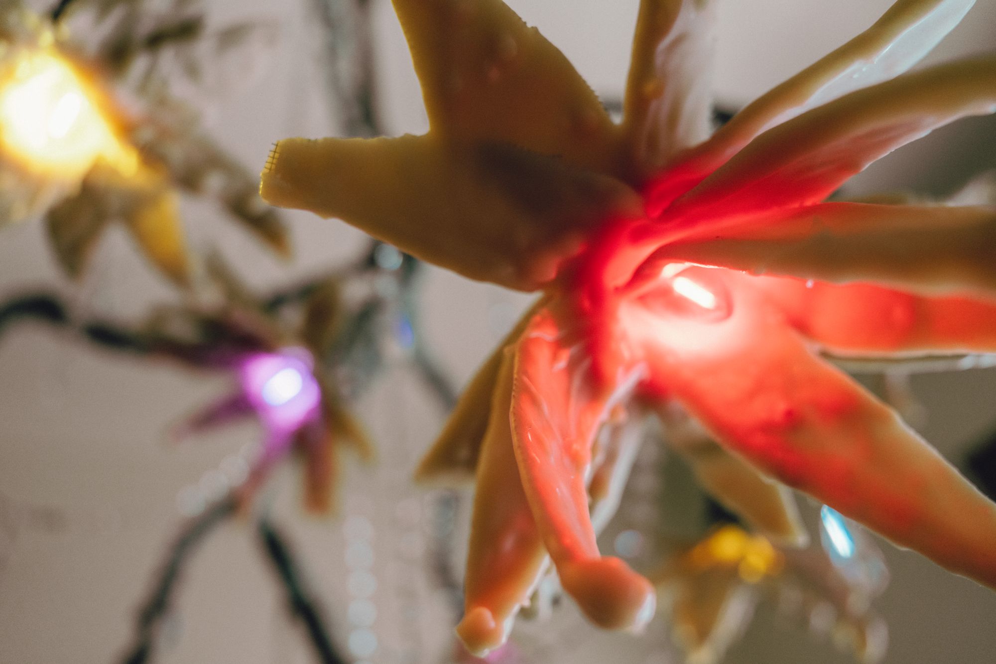 Red wax bloom lit from within