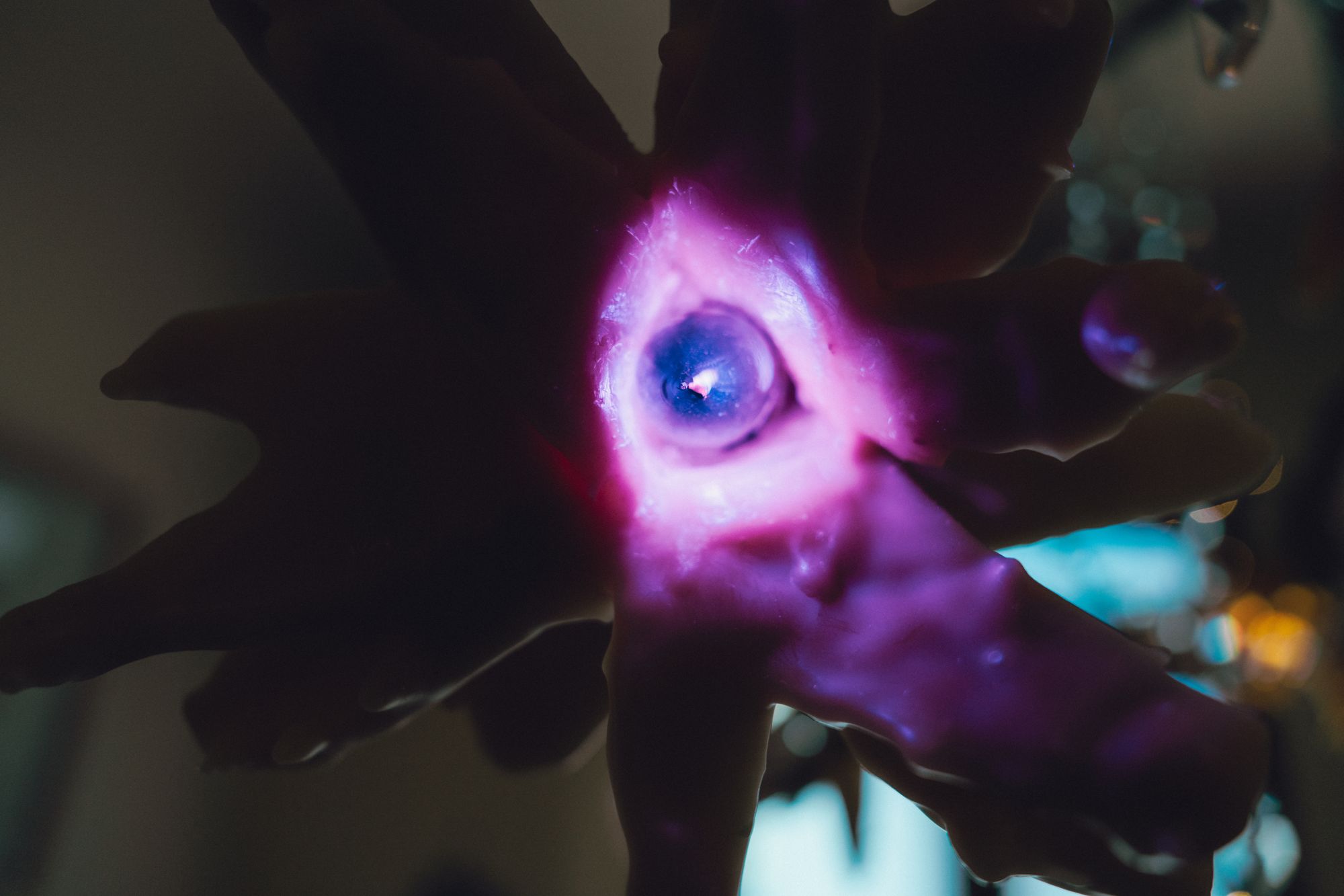Violet blooms in darkness